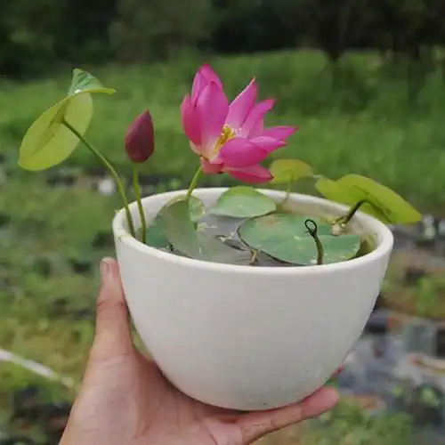 碗里种莲花,做个阳台小水景,做好3个准备,才能开出正宗碗莲花
