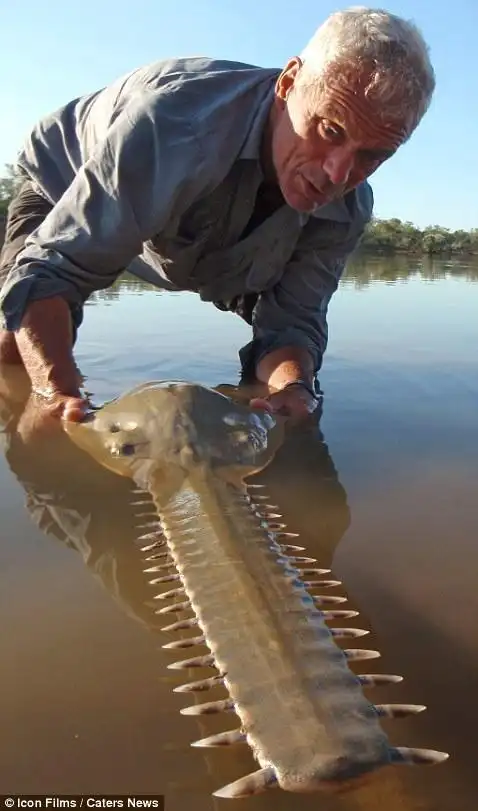 jeremy wade with an australian saw fish at the fitzroy river in