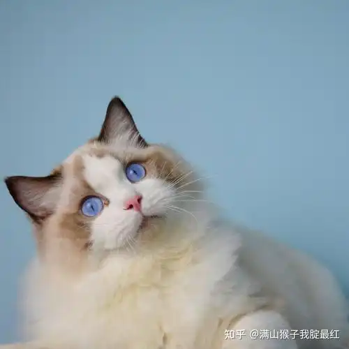 有没有品相不怎么好但很可爱的布偶猫? - 知乎