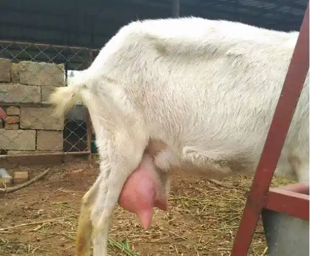 母羊乳房炎症肿块怎么治疗母羊乳房肿胀用什么药这样做很有效