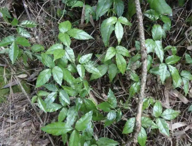 竹林里,有1种"三叶青",叶片比文竹翠绿,你留意过吗