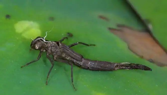令人没想到的是,水虿居然是蜻蜓的幼虫时期.