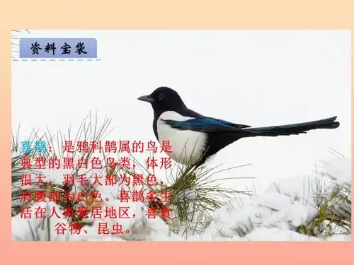 一年级语文下册第14课可爱的喜鹊课件西师大版ppt