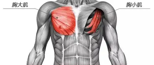 我们说到胸肌的时候,胸大肌和胸小肌是不一样的