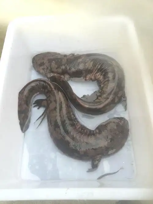 娃娃鱼鲜活人工养殖活体大鲵火锅食材淡水鱼类生鲜 索维奥 3.