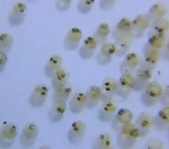 空地挖一个水塘,不放鱼苗也不与其他水系互通,几年后会有鱼吗?