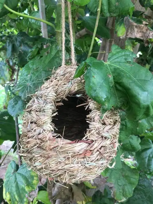 新款鸟窝鹦鹉繁殖箱挂窝草编鸟窝玄凤牡丹虎皮鹦鹉文鸟珍珠草窝小鸟巢
