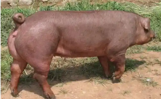 对于养猪场来说红毛猪不受欢迎是因为红毛猪的繁殖能