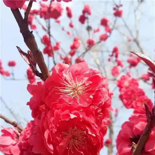 美丽鲜花头像图片大全 高清好看的唯美意境花朵微信头像_植物头像