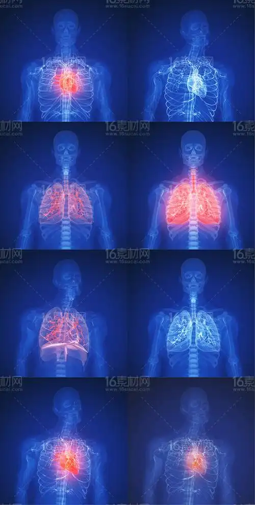 人体x光透视示意高清图片