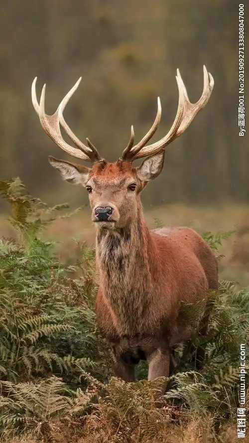 麋鹿图片