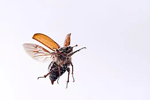 普通,甲虫,飞起,荷兰