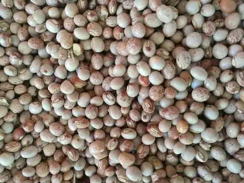 云南木豆昆明木豆木豆种子木豆批发灌木种子批发