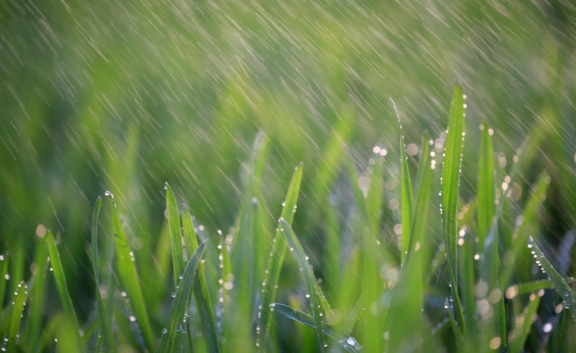 上游61夜雨丨李秀玲春雨