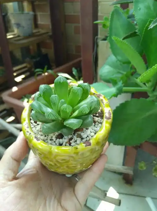 帝玉露 (此货徒长)特价68