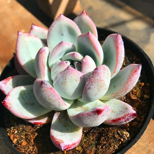 满额包邮多超大北极熊庭院阳台窗台组合花卉盆栽多肉植物