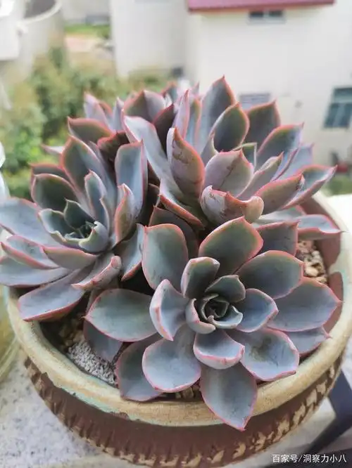 多肉中的血滴子纹路清晰红艳艳一年四季都能保持紧致感