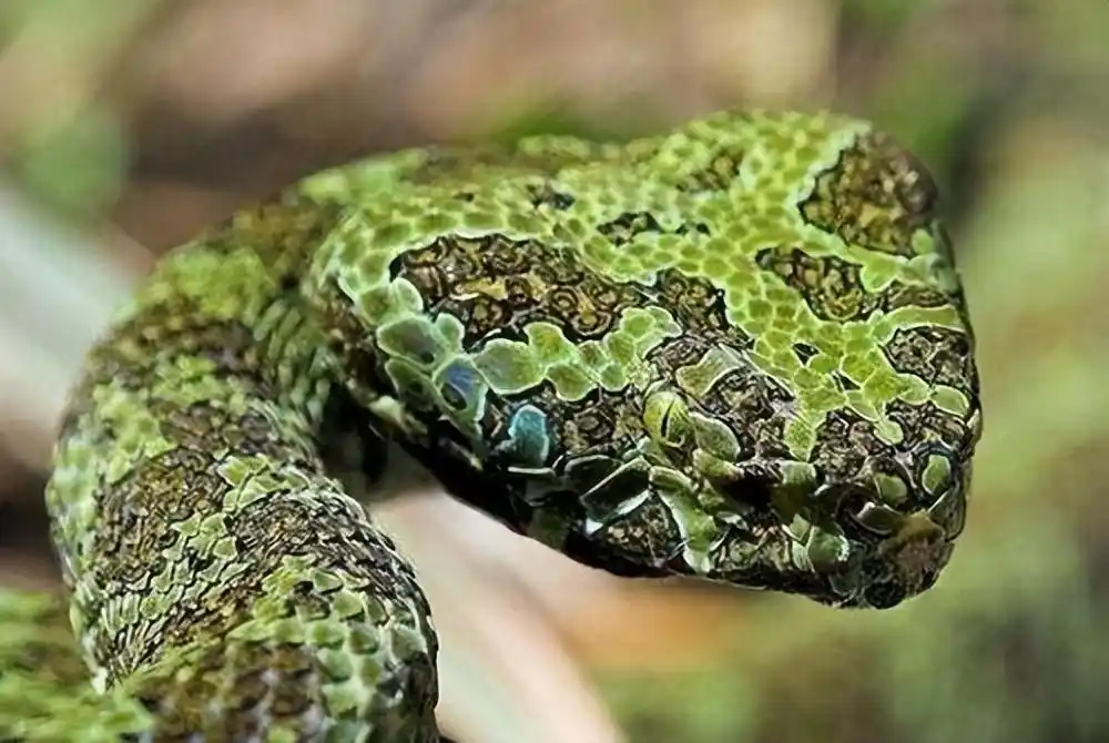 莽山烙铁头蛇为啥这么少?我国不到500条,外国专家却拿它做研究