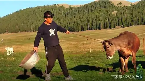 套牛汉子威武雄壮,昭苏小伙为了挤奶使出浑身解数.绳子!大餐?