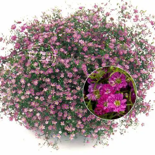 春秋播种进口重瓣满天星种子种孑花种子种籽子花籽sakata吉普赛