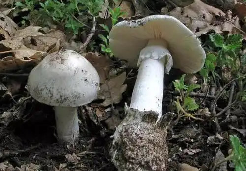 农村农民注意了,山上这些蘑菇不能吃,教你们怎么辨别有毒蘑菇