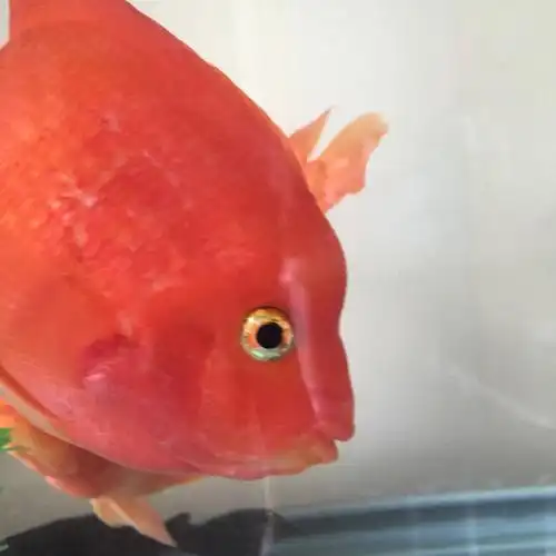 鹦鹉鱼都会起头吗