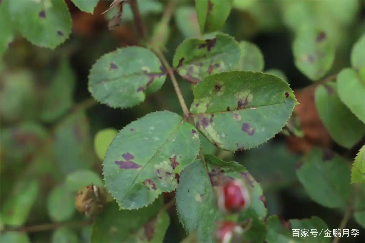 月季中的霜霉病