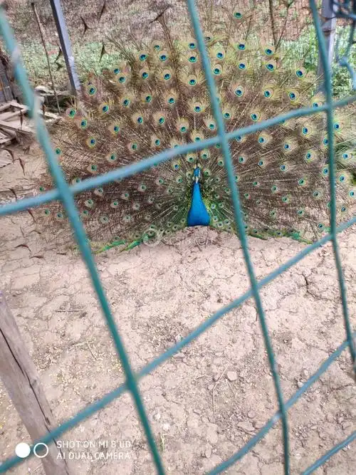 出售老孔雀一只