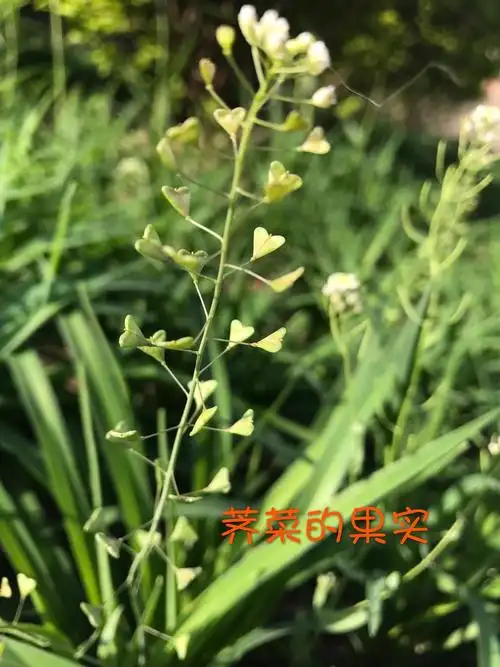 昨天拍到的荠菜,它已经开始结果了,三角形的果实很像一只只展翅欲飞的