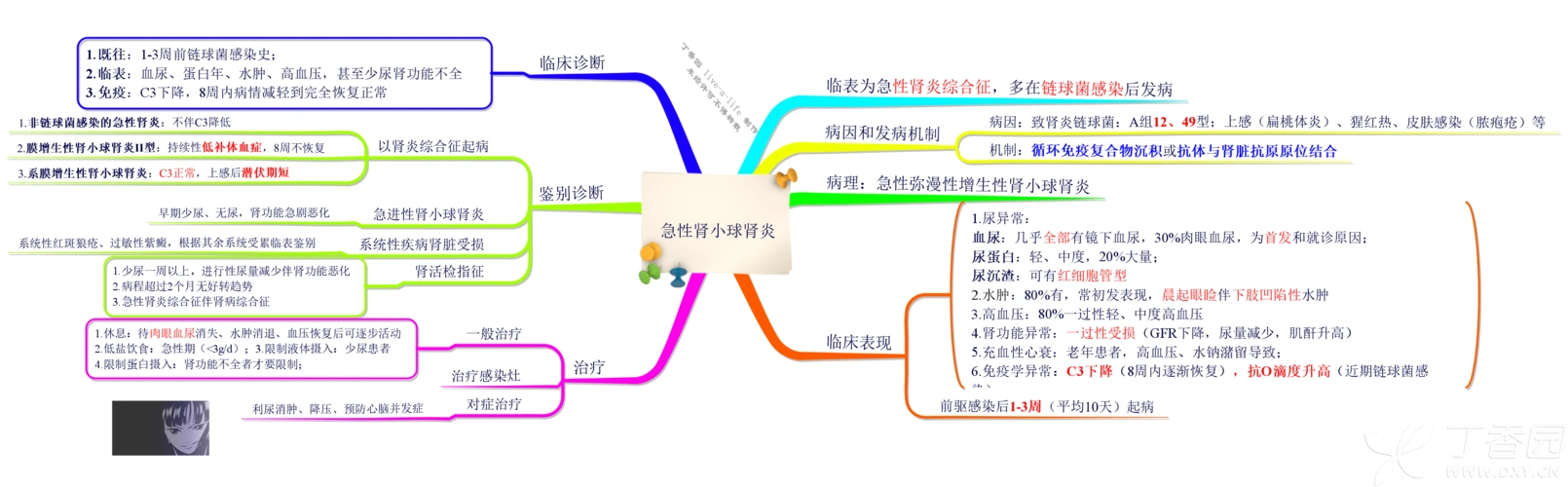 【原创】思维导图之课本系列 (长久更新)——泌尿系统【8月6日更新】