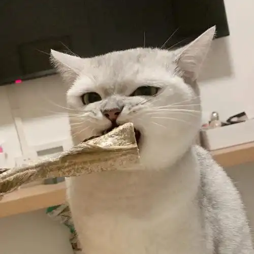 干饭猫马国强0269你家猫猫叫什么名字