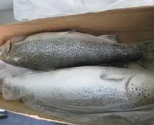 fresh/ frozen salmon fish top quality