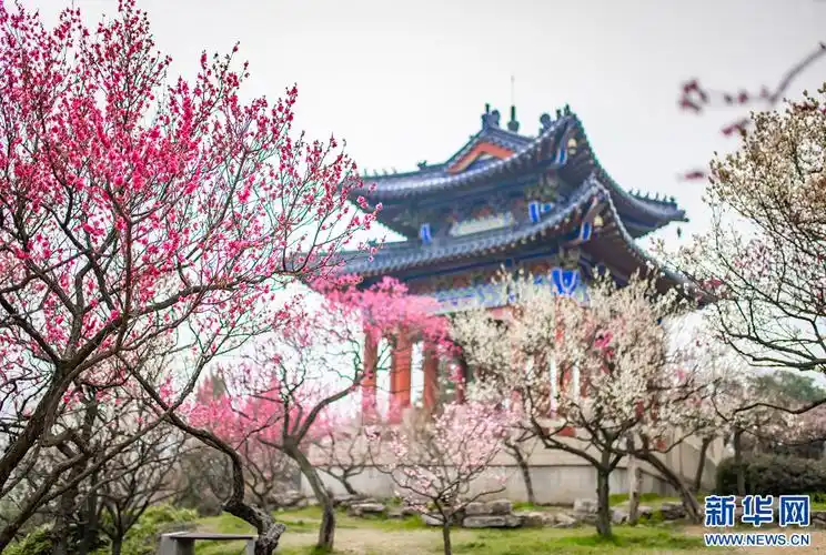 南京:梅花山早梅俏枝头