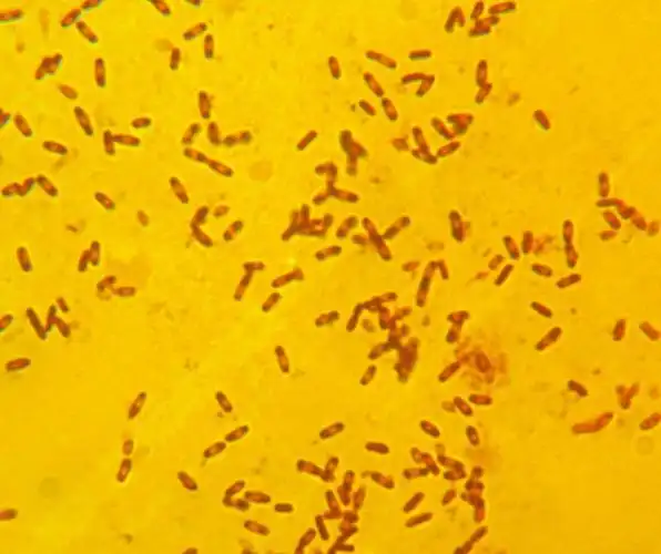 枯草芽孢杆菌 2000亿