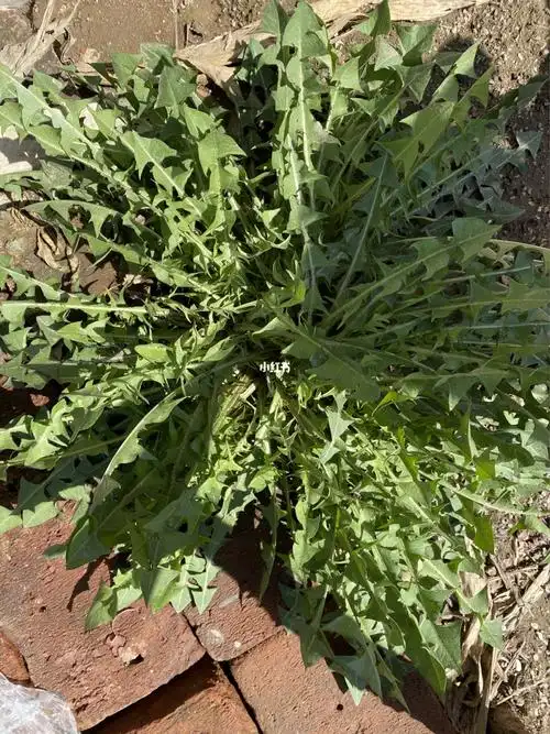 这个是婆婆丁还是荠菜