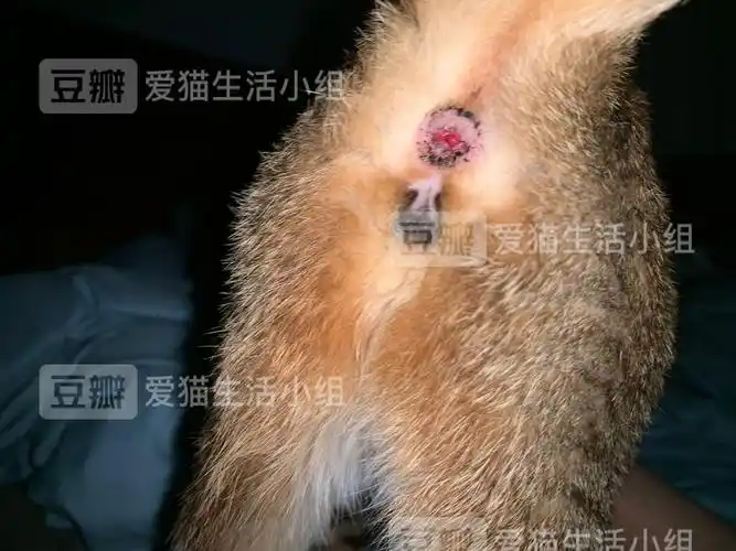 【讨论】猫咪轻微脱肛怎么办 已善用搜索