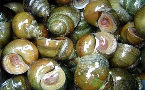 田螺的吃法_哪些人不能吃田螺