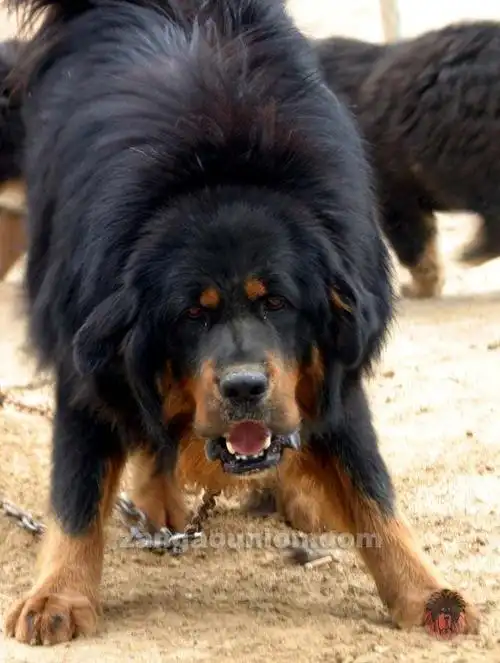 藏獒野性美.虎头獒!