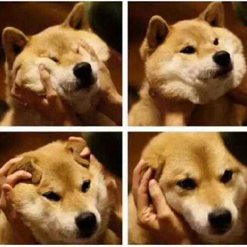 求和下图类似的图做头像,要形式一样(也是同一个动物四张拼起来),另外