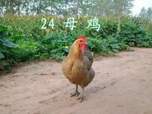 24母鸡ppt
