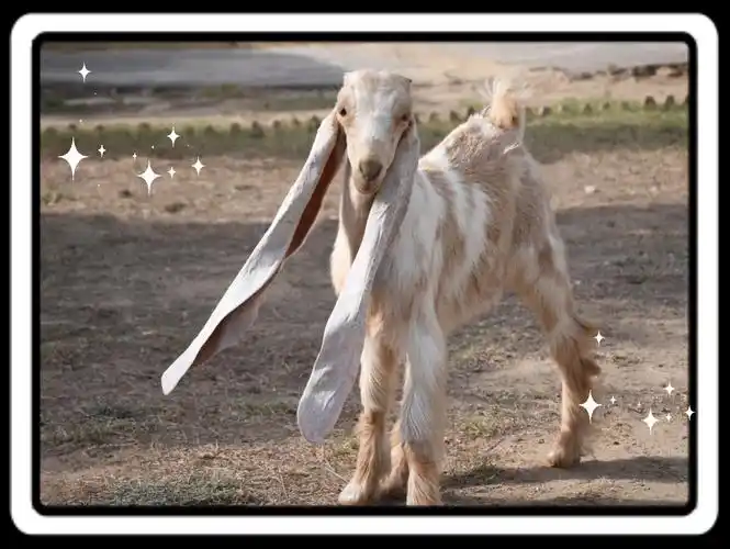 这只巴基斯坦长耳羊荣获世界上耳朵最长的羊