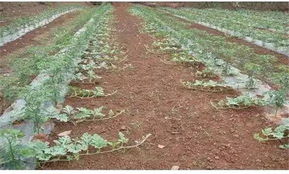 露地西瓜种植管理的三个关键期你把握住了吗