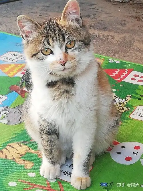 狸花猫好养吗给主人的生活带来了什么变化