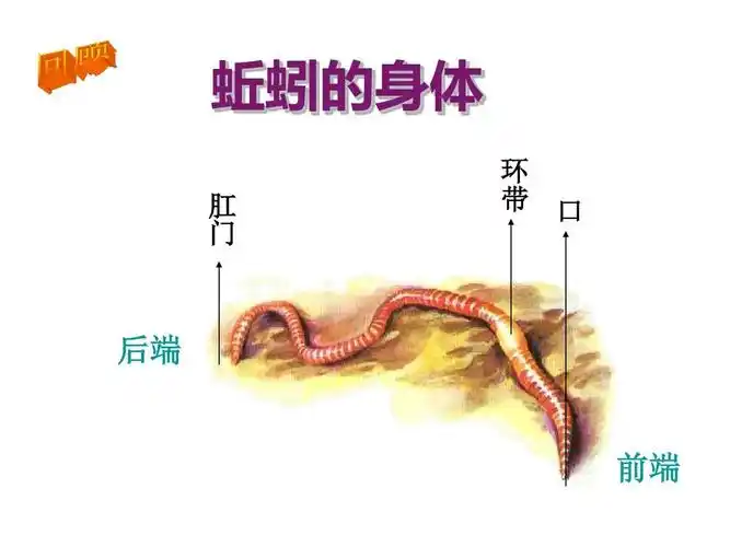 教科版四年级上册科学《身体的结构》课件ppt