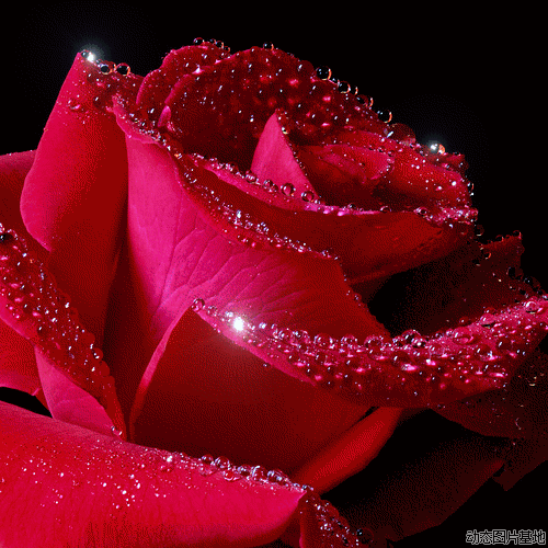 漂亮的动态玫瑰花图片