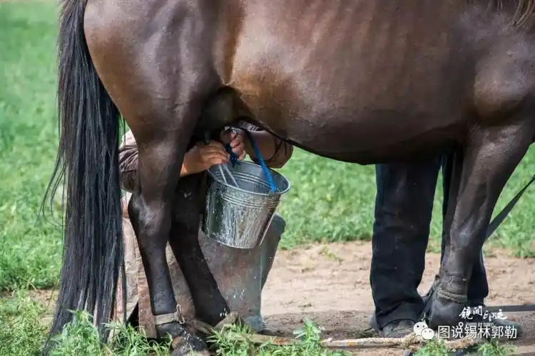 策马扬鞭在广袤的草原上牧民策马扬鞭蒙古马勇往直前彰显了蒙古马精神
