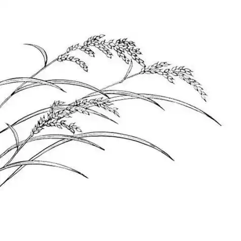 稻子简笔画 稻子简笔画彩色
