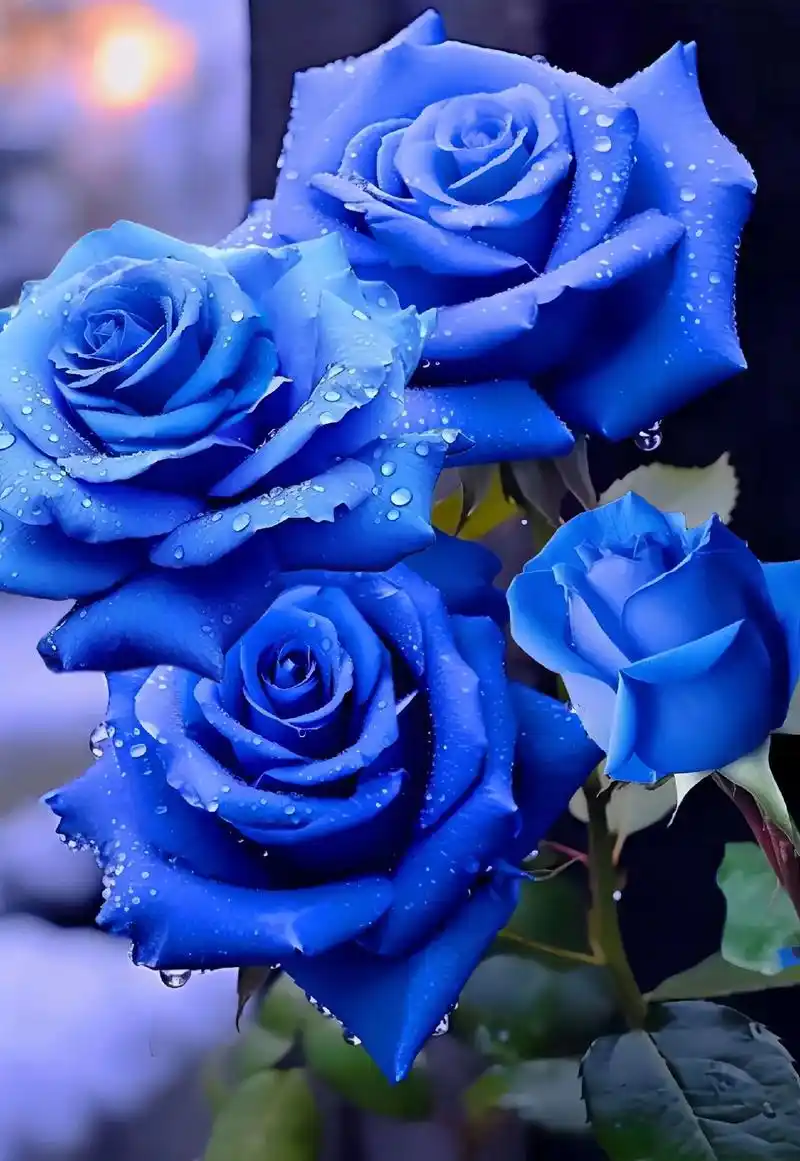 蓝色妖姬玫瑰花,颗颗都是爱你的形状7815.