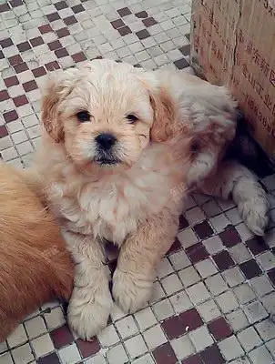 自家产一窝泰迪京巴串串,毛毛很卷哦~寻爱狗人士,狗贩勿入 [复制]