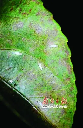 树叶上爬动的小飞虫,偶然间,在树叶上凑成一